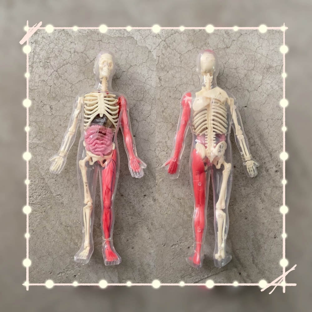 Human Body Puzzle - متوفر في المخزون، نموذج أعضاء بشرية