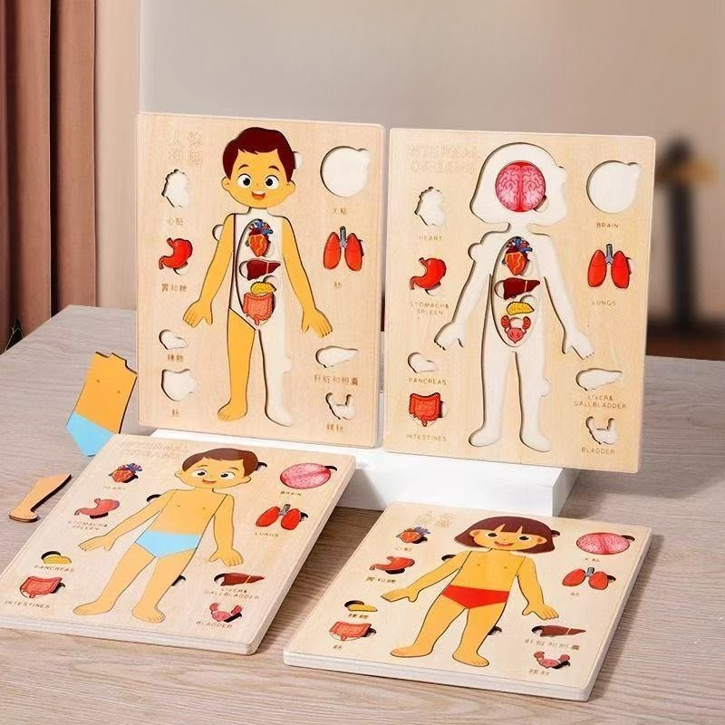ألغاز مونتيسوري لوحة مشغولة لت - مراجعة Human Body Puzzle وسعره