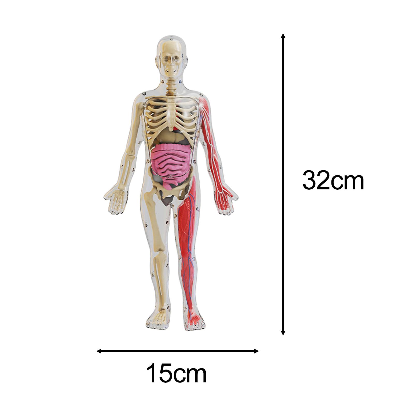 مجموعات ألغاز جسم الإنسان، نمو - مراجعة Human Body Puzzle وسعره