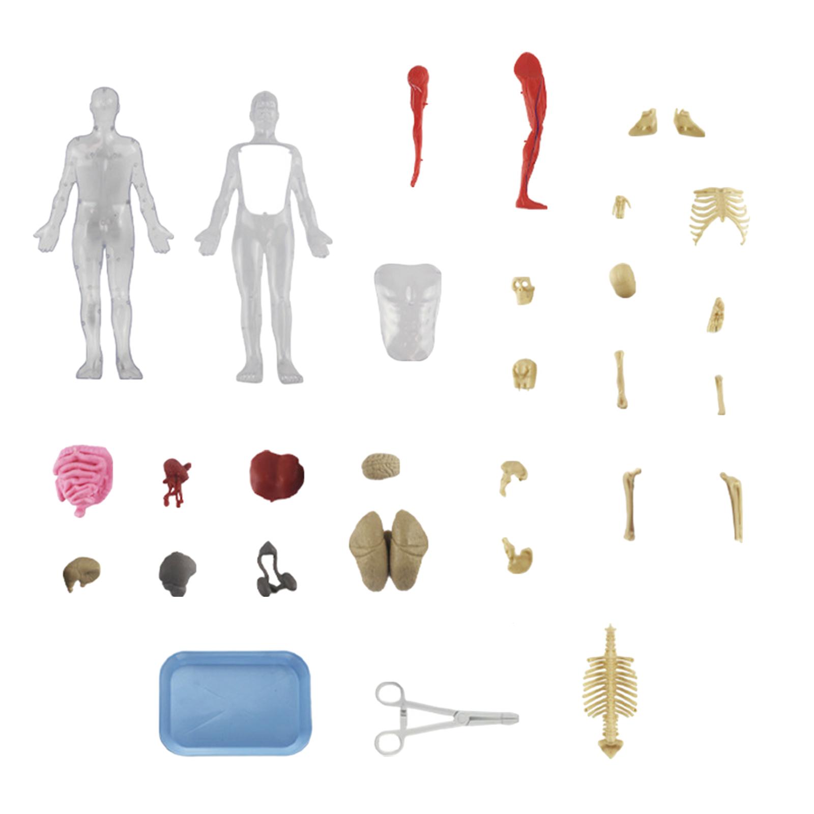 مجموعات ألغاز جسم الإنسان، نمو - مراجعة Human Body Puzzle وسعره