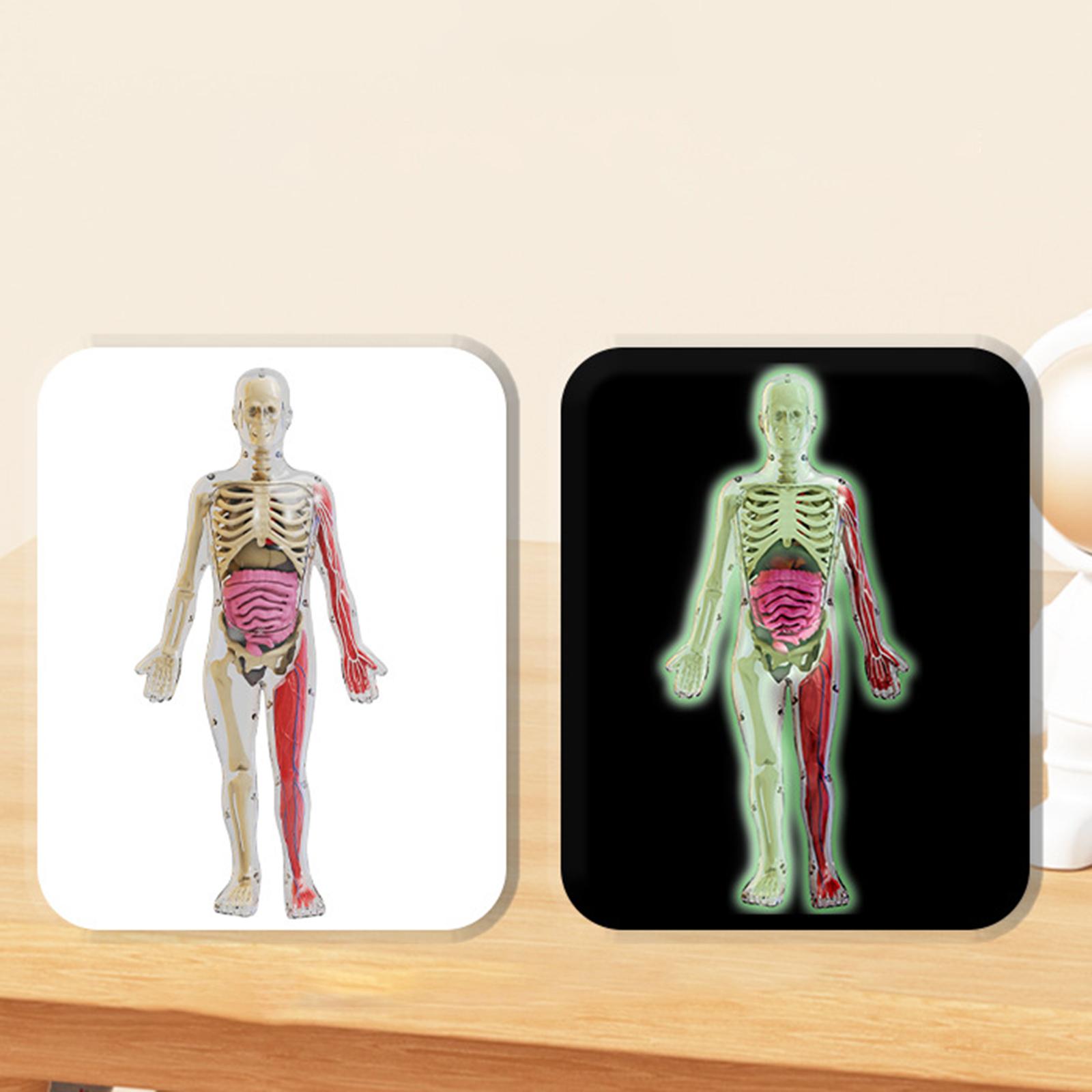 مجموعات ألغاز جسم الإنسان، نمو - مراجعة Human Body Puzzle وسعره