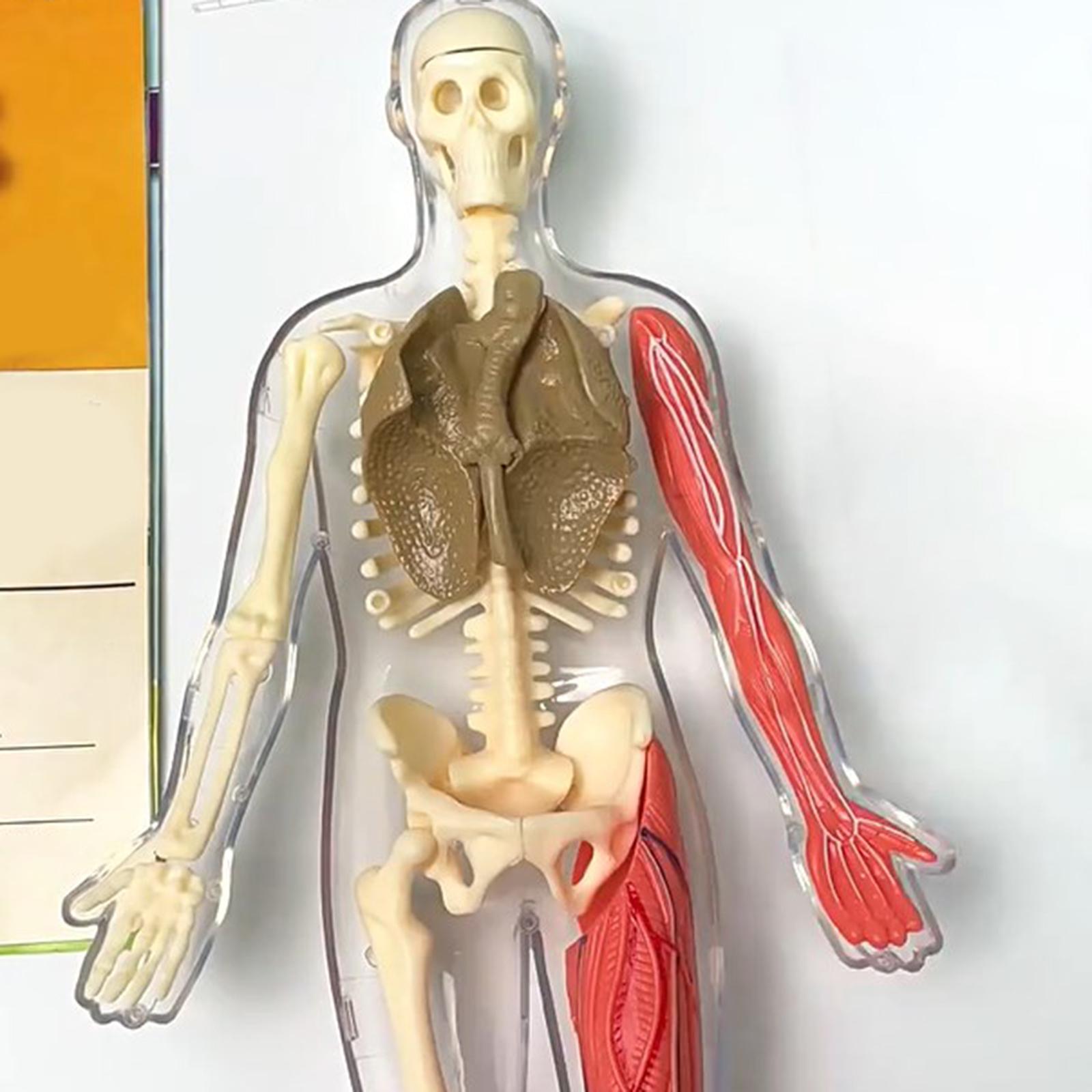 مجموعات ألغاز جسم الإنسان، نمو - مراجعة Human Body Puzzle وسعره