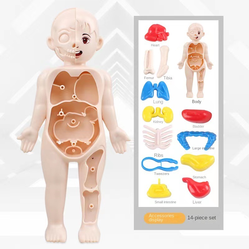 لعبة تركيب مونتيسوري ثلاثية ال - مراجعة Human Body Puzzle وسعره