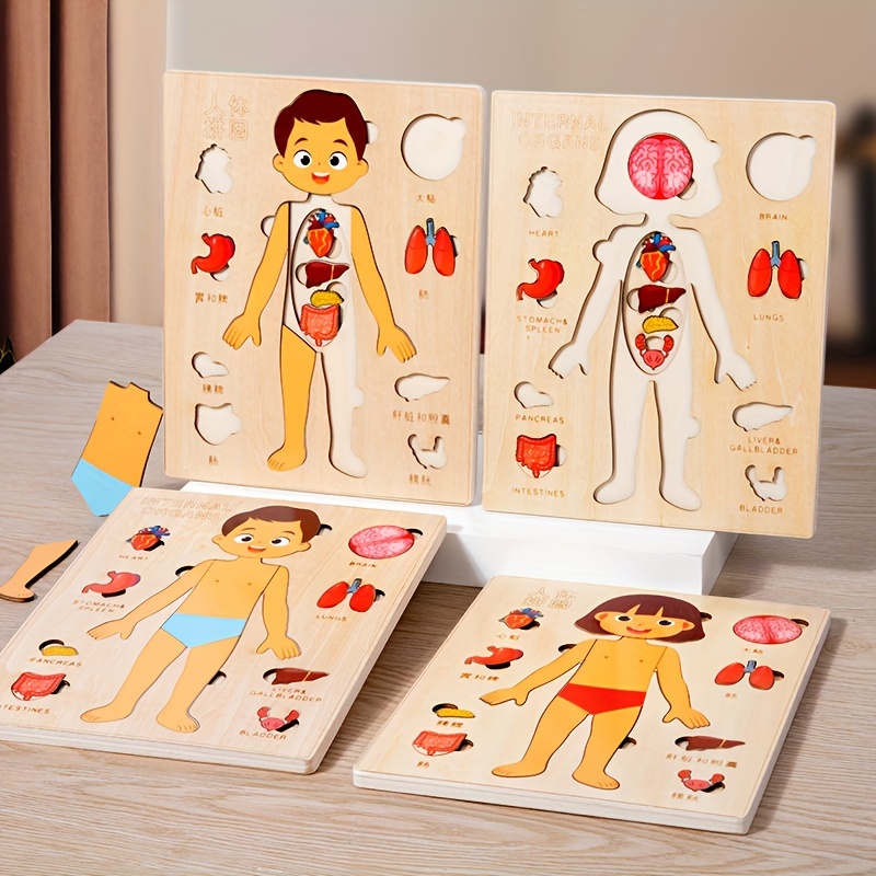 ألغاز جسم الإنسان الخشبية مونت - مراجعة Human Body Puzzle وسعره