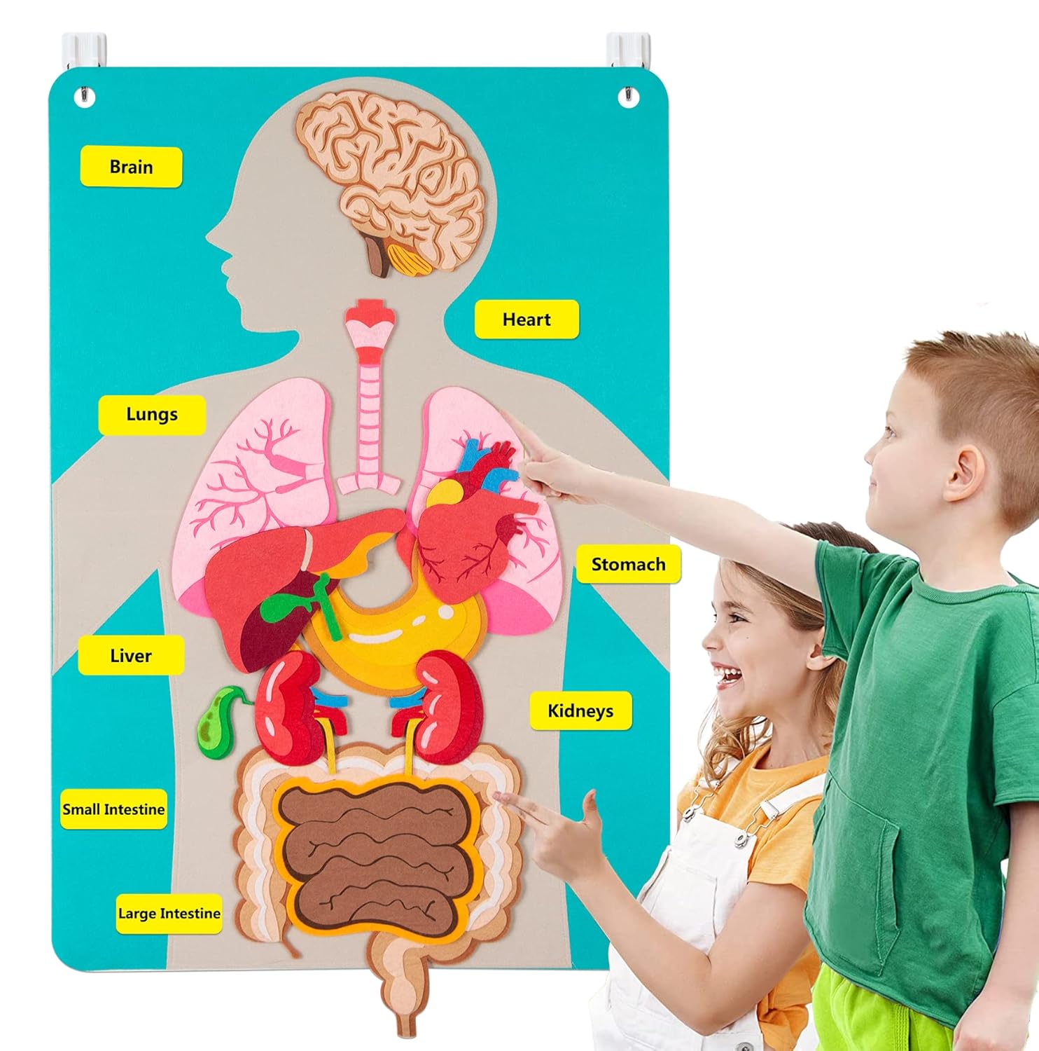 أجزاء جسم الإنسان قصص لوحية لل - مراجعة Human Body Puzzle وسعره