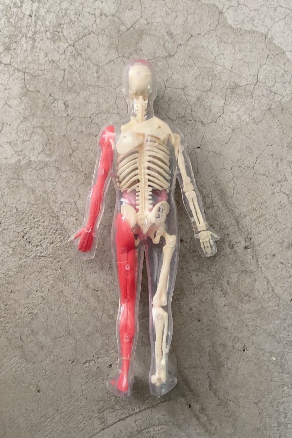 متوفر في المخزون، نموذج أعضاء  - مراجعة Human Body Puzzle وسعره