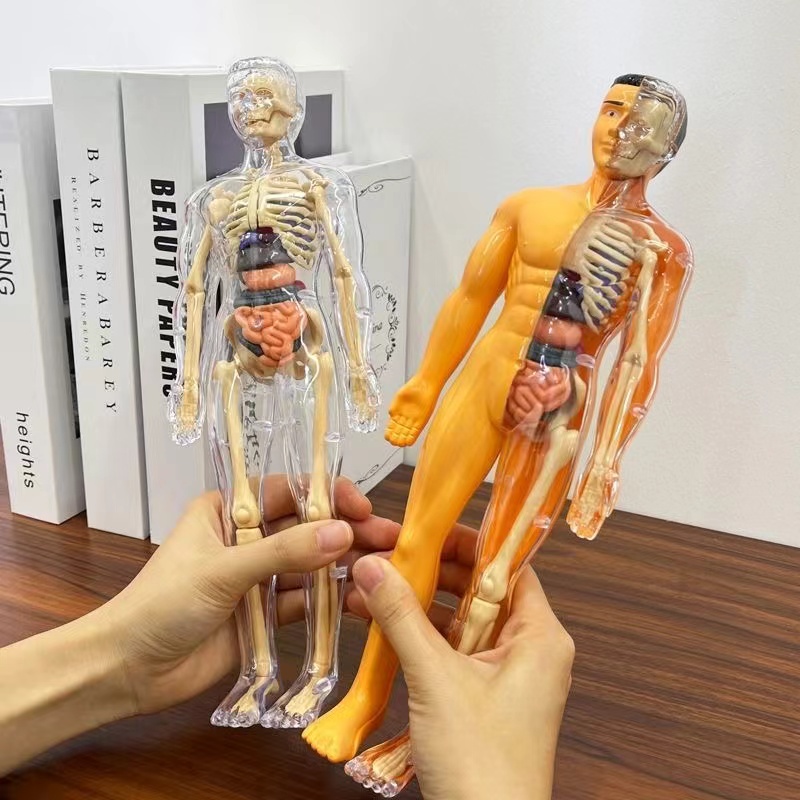 نموذج جذع جسم الإنسان ثلاثي ال - مراجعة Human Body Puzzle وسعره