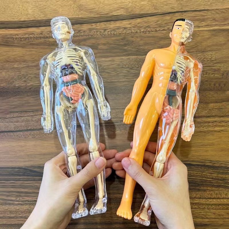 نموذج جذع جسم الإنسان ثلاثي ال - مراجعة Human Body Puzzle وسعره