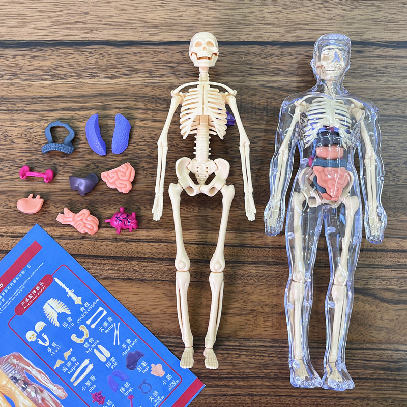 نموذج جذع بشري ثلاثي الأبعاد ل - مراجعة Human Body Puzzle وسعره